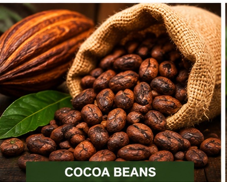 Rich brown dried cocoa beans in a jute sack with ripe cocoa pods in the background.